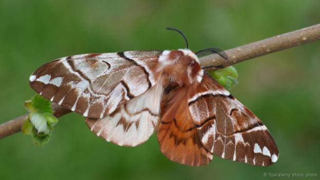 Endromis versicolora (bilateral gynandromorph, live) (Internet Image property of respective owner, non-commercial use only)